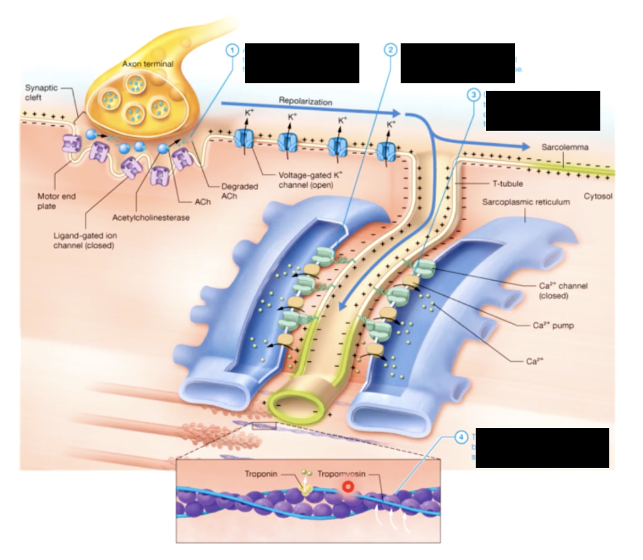 <p>RELAXATION PHASE</p>