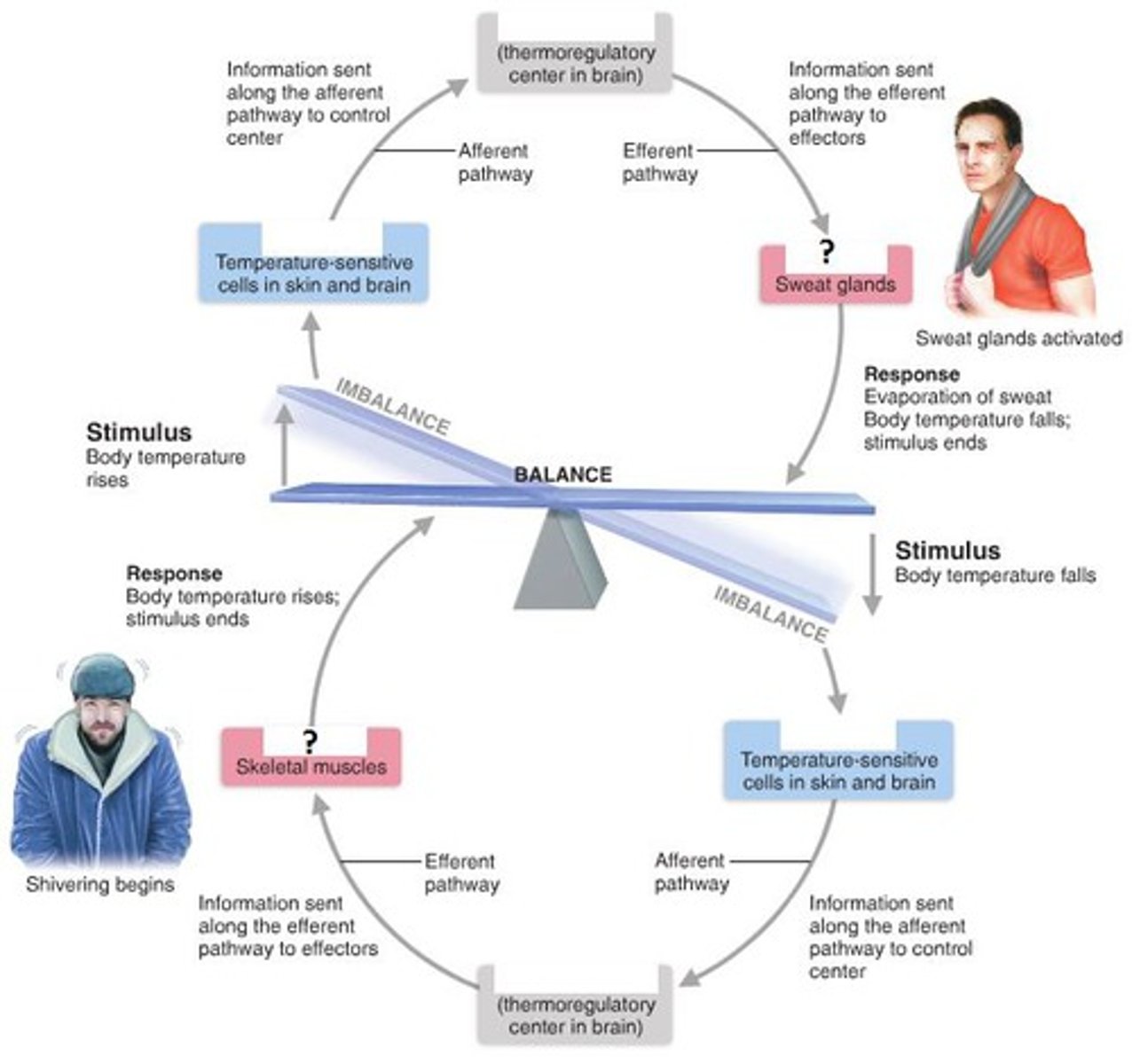 <p>responds to the feed back from the control center, shuts off or enhances stimulus</p>