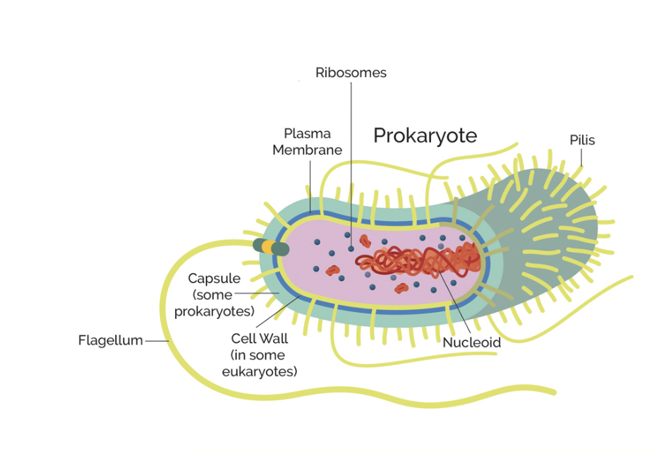 <p>What makes prokaryotes unique</p>