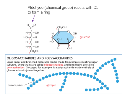 <p>Carbohydrates are banches!</p><p>Example is Glucose</p>