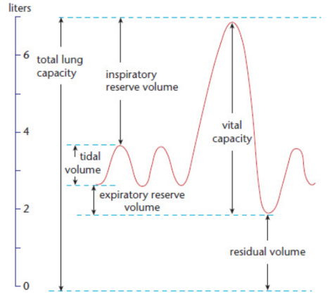 <p>assess lung capacities and volumes (except residual volume)</p>