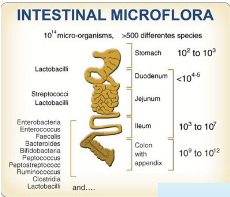 <p>~10 per cell in the body → 10<sup>2</sup>-10<sup>12</sup> bacteria/g content (region specific). 1000:1 anaerobic to aerobic (mostly anaerobic).</p><p>Very important for the fermentation of non-digestible CHO, producing many compounds (lactate, SCFA).</p><p>Determinants influencing number in various regions:</p><ul><li><p>Regional oxygen level</p></li><li><p>pH</p></li><li><p>Bile acids</p></li><li><p>Gut transmit time</p></li><li><p>Mucus</p></li><li><p>Immune factors</p></li></ul><p></p>