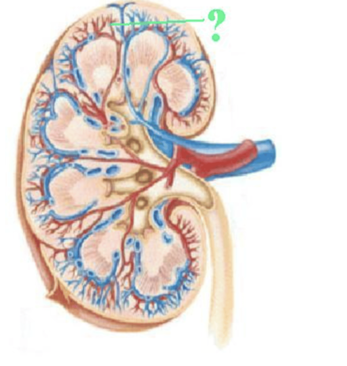 <p>interlobular artery</p>