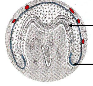 <p>stage of tooth development characterized by the differentiation of the inner enamel epithelium into ameloblasts and the outer enamel epithelium into odontoblasts. </p>