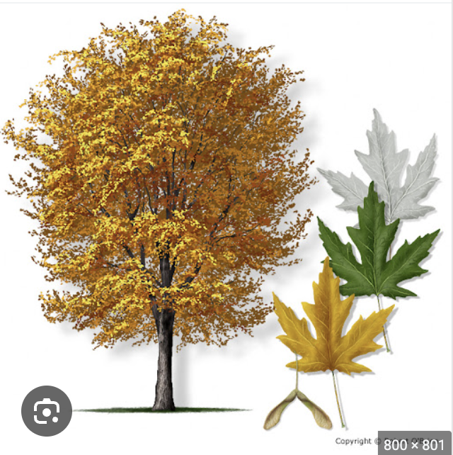 <p>Silver maple</p>