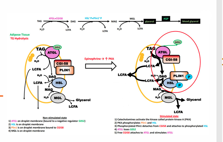 <ul><li><p>Epinephrine increase PKA. <strong>PKA phosphorylates PLIN1 to dissociate from CGI-58 and attach to HSL</strong>, replacing GOS2 stopping inhibition and activating ATGL and HSL to cause lipolysis in adipose tissue</p></li></ul><p></p>