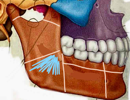 <p>What part of the mandible?</p>