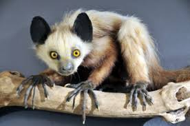 <p>Aye-Aye</p><ul><li><p><span style="background-color: transparent;"><span>continuously growing incisors, long wire-like claw on middle finger&nbsp;</span></span></p></li><li><p><span style="background-color: transparent;"><span>Arobreal, omnivorous, claws extract grubs and fruit. Endangered through habitat loss</span></span></p></li><li><p><span style="background-color: transparent;"><span>Economy: none, mythical to locals</span></span></p></li></ul><p></p>