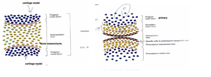 <p>-joint cavity and articular cartilages</p><p>-initially develop in area where there is no joint space</p><p>-area of loose mesenchyme between the 2 cartilage models that is going to give rise to cartilaginous condensation that forms on top of cartilage models</p><p>-cells migrate out to the surface where they form a secondary outer layer which is the secondary cartilage; articular cartilage formed as a secondary cartilage</p>