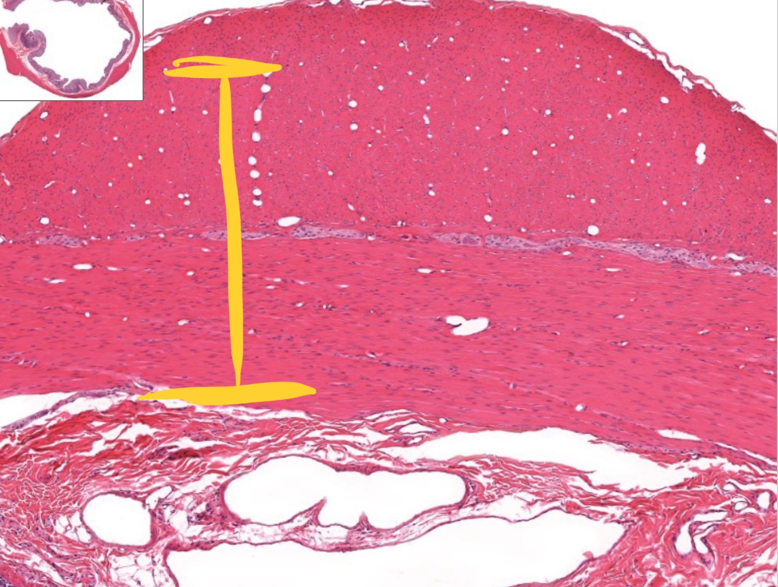 <p> what is this</p>