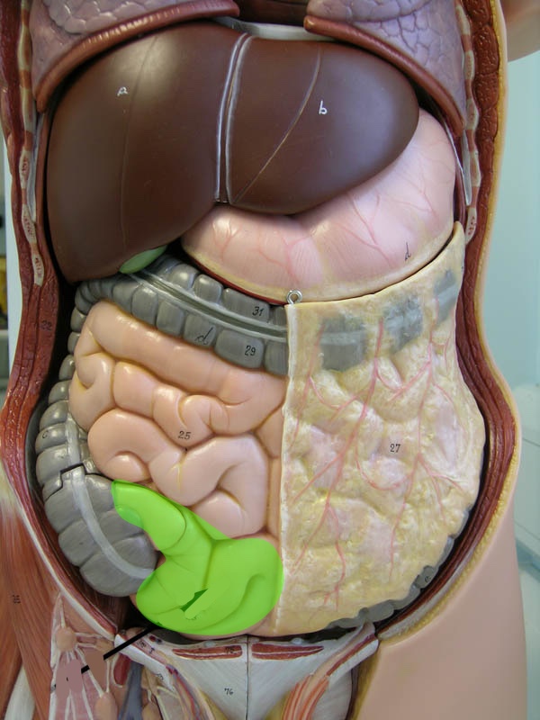 <p>Torso model: what is this?</p>