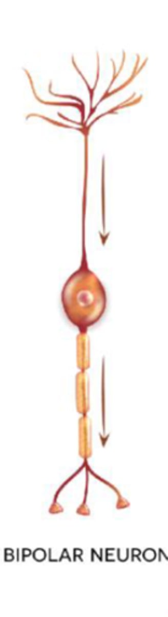 <p>2 processes (1 axon, 1 dendrite); rare, found in special sense organs.</p>