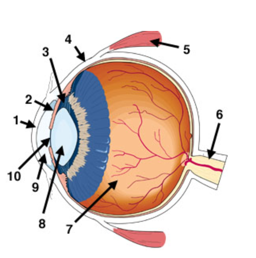 <p>What is 7 Pointing to?</p>