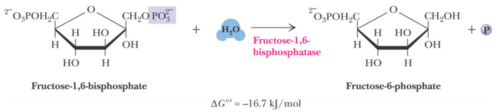 Step 8 of gluconeogenesis:

fructose 1,6-bisphosphate + H2O ➡ fructose 6-phosphate + Pi