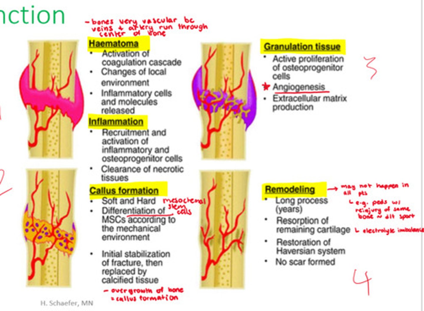 <p>- soft and hard</p><p>- differentiation of mesenchymal stem cells d/t mechanical environment</p><p>- initial stabilization of fracture then replaced by calcified tissue</p>
