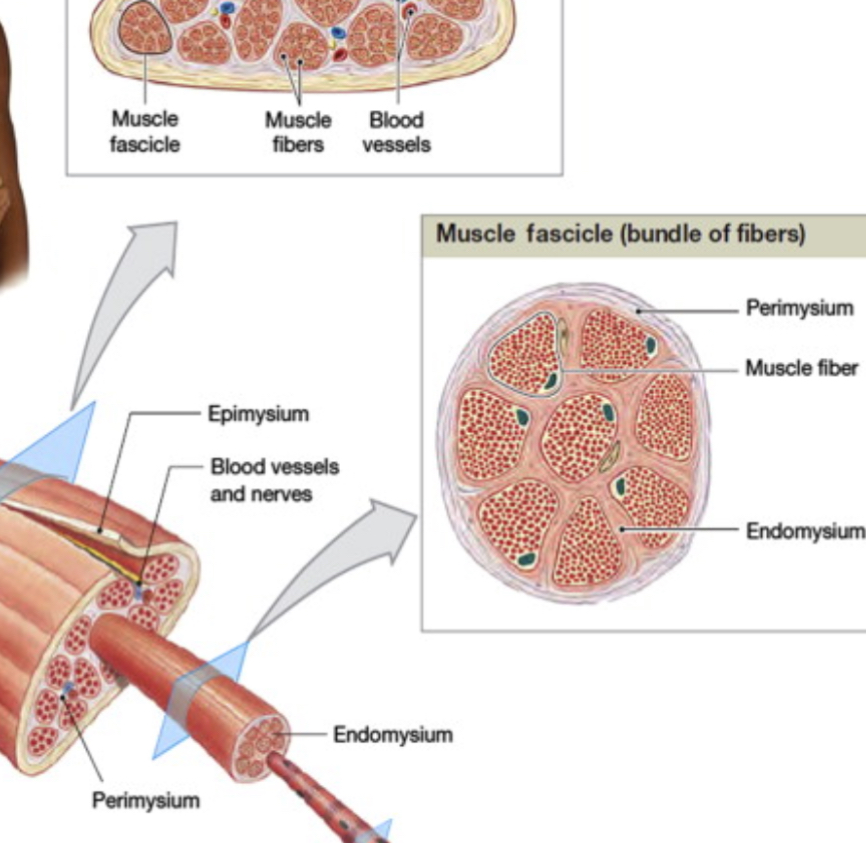 <p>Endomysium</p>