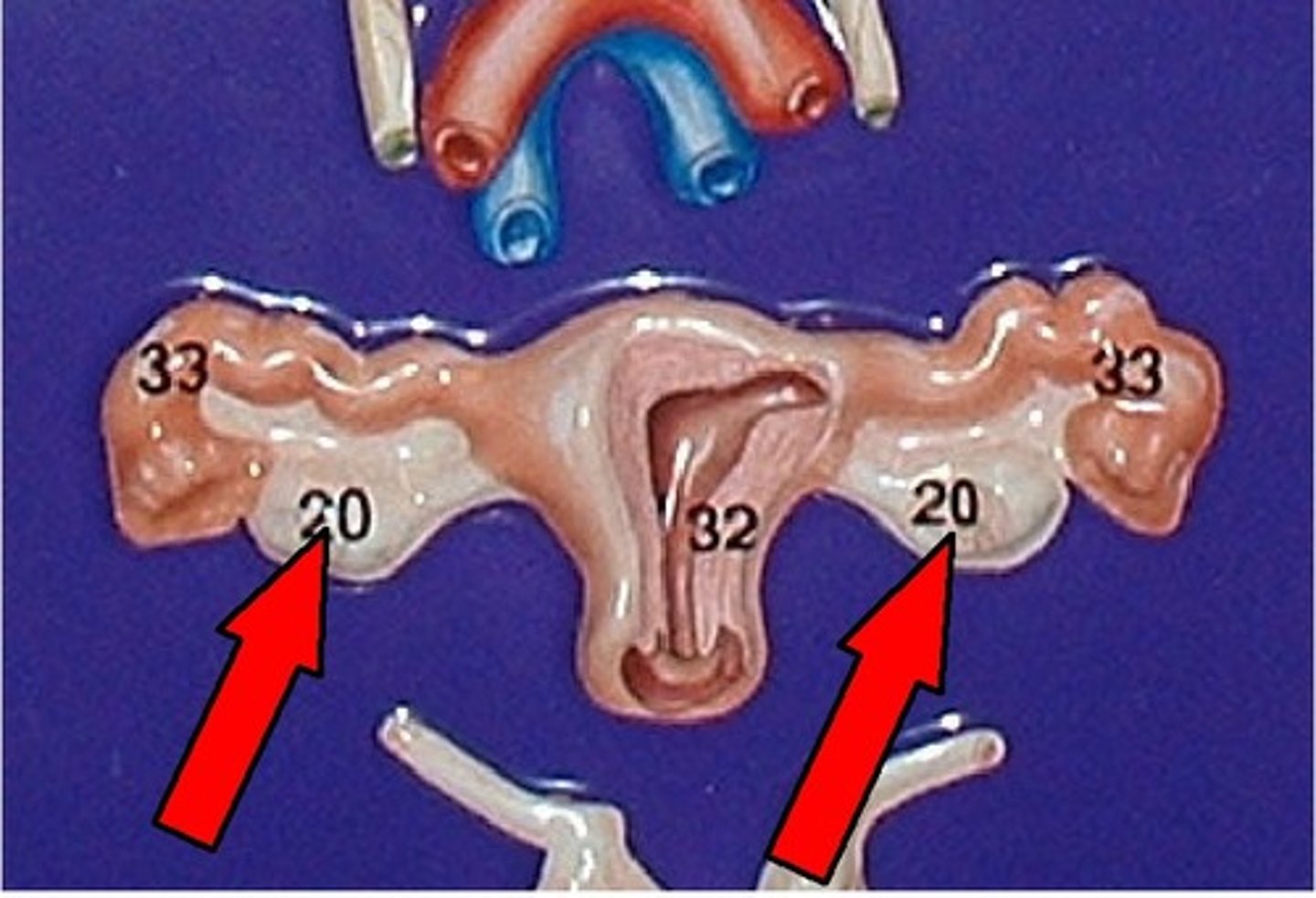 knowt flashcard image