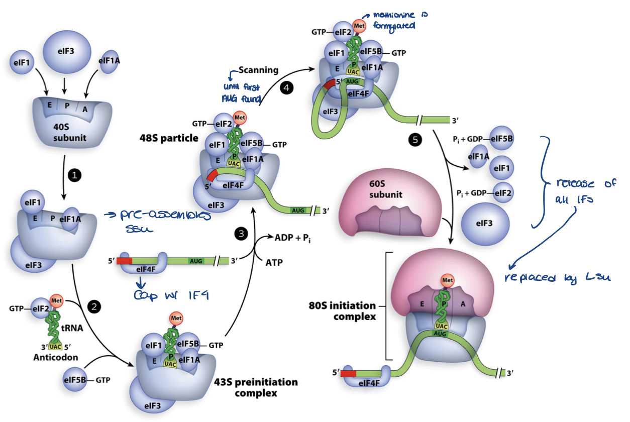 <ul><li><p>uses 5’ cap to recognize, then scan to find first AUG</p></li><li><p>12 initiation factors</p></li><li><p>binding and hydrolysis of GTP and ATP</p></li></ul>