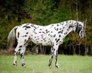 <p>Identify the breed of horse? </p>