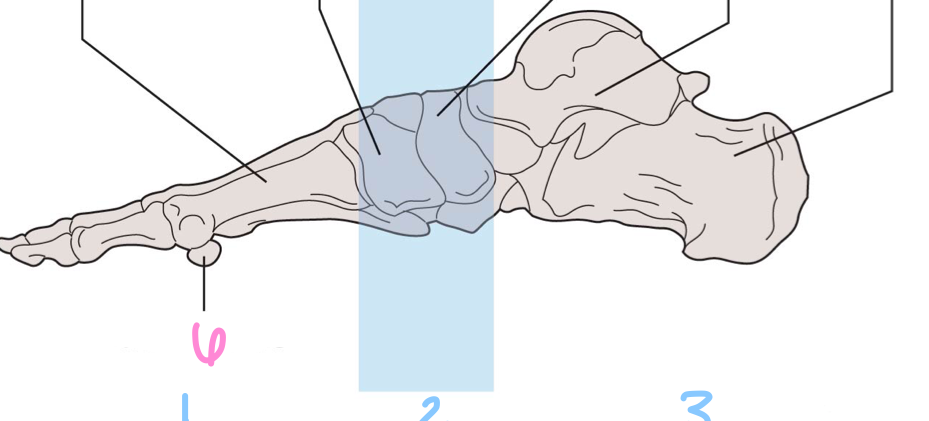 Label the midfoot, forefoot, hindfoot