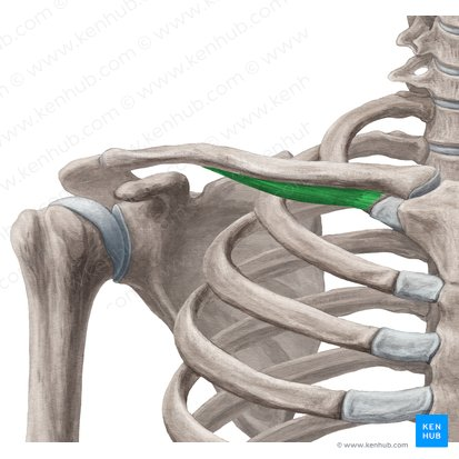 this muscle’s nerve supply is ___