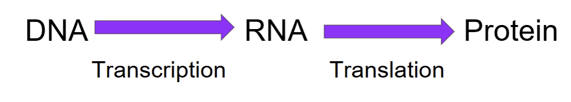 <ul><li><p>the process that DNA directs the synthesis (creation) of proteins </p></li><li><p>this includes transcription and translation </p><ul><li><p>happens in all organisms </p></li></ul></li></ul><p></p>