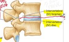 <p>space created by superior and inferior vertebral notches </p>