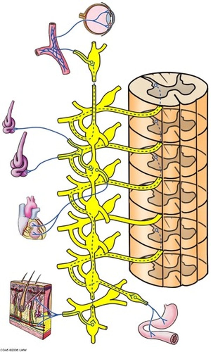 <p>1. Synapse at entry level</p><p>2. Ascend and then synapse</p><p>3. Descend and then synapse</p><p>4. No synapse, form splanchnic nn. </p><p>1-3 innervate - head, neck, limbs, thorax.</p><p>4 - abdomino-pelvic viscera. </p>