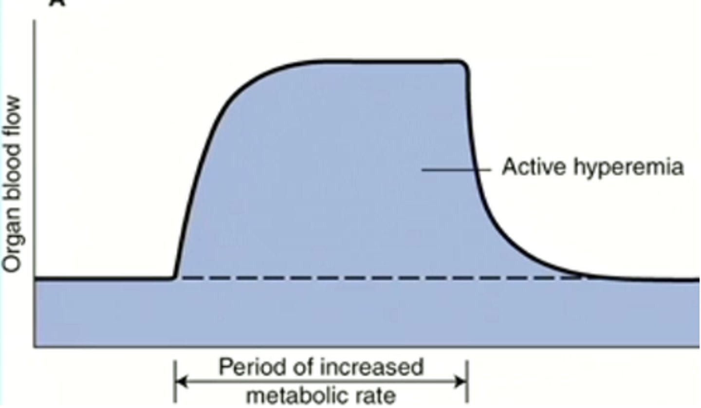 <p>increased blood flow in response to increased metabolic activity</p>