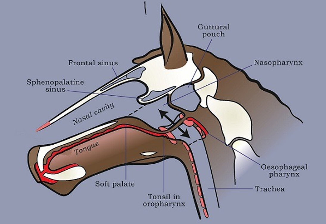 <ul><li><p>Common passageway leading from the oral and nasal passages to the esophagus and larynx</p><ul><li><p>Larnyx - “voice box”</p></li></ul></li></ul><p></p>