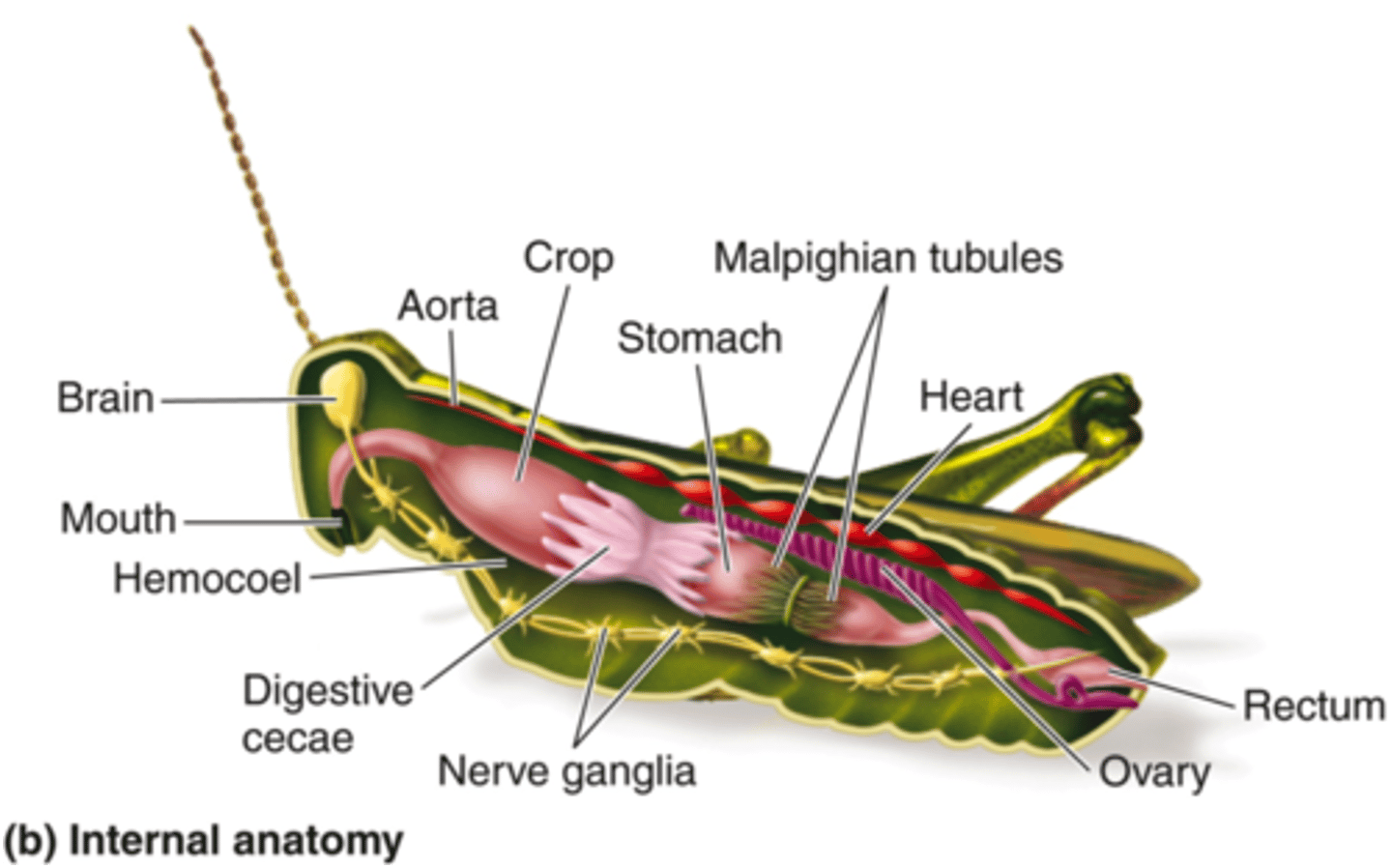 <p>One of numerous threadlike tubules that extracts wastes from the blood and empties them into the intestine.</p>