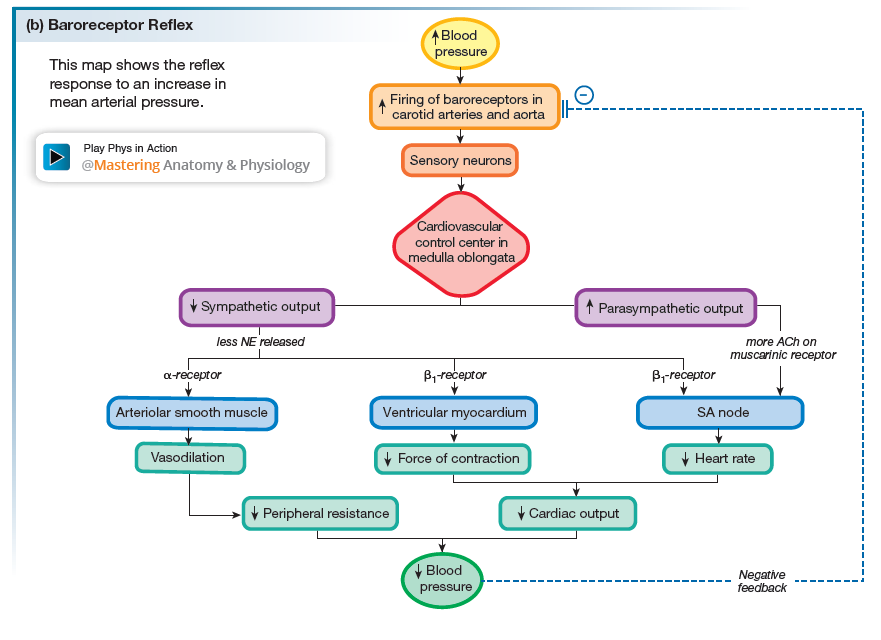 Baroreceptors detect the high blood pressure, and provide signaling that either increases or decreases blood pressure accordingly (see image for pathway)