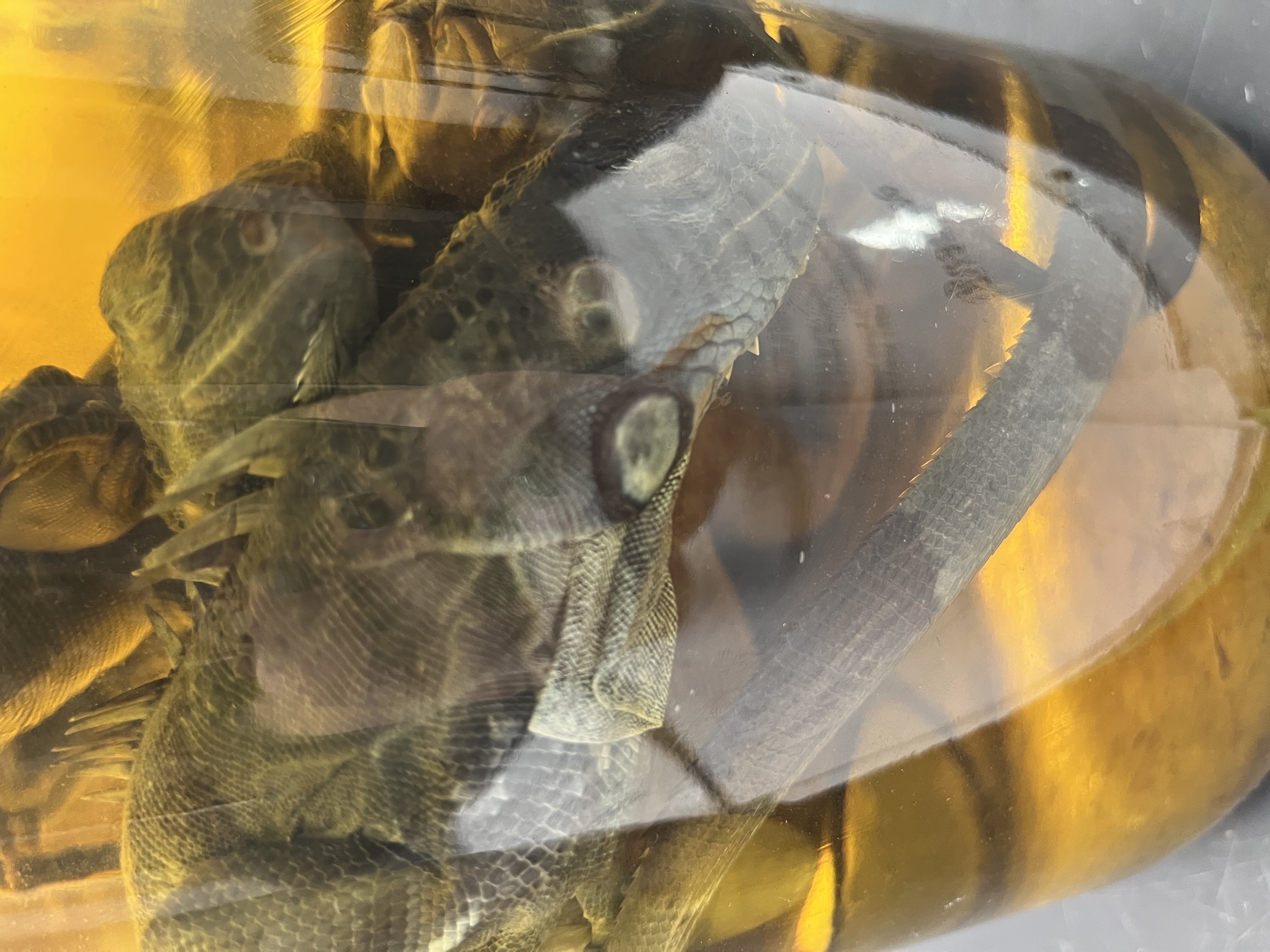 <ul><li><p>scales on back</p></li><li><p>banded tail</p></li><li><p>large</p></li></ul><p></p>