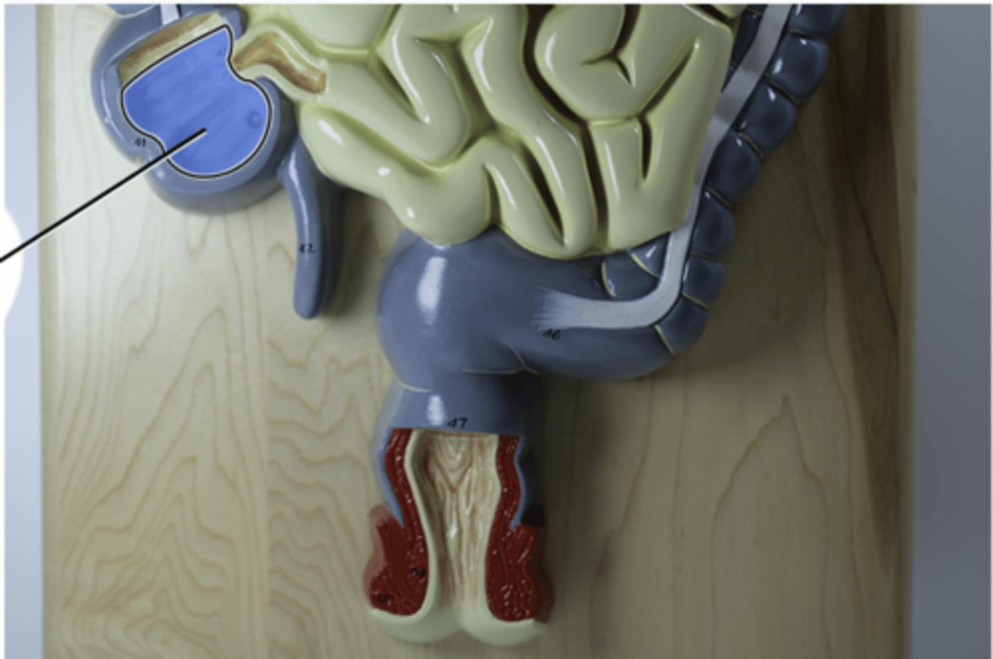knowt flashcard image