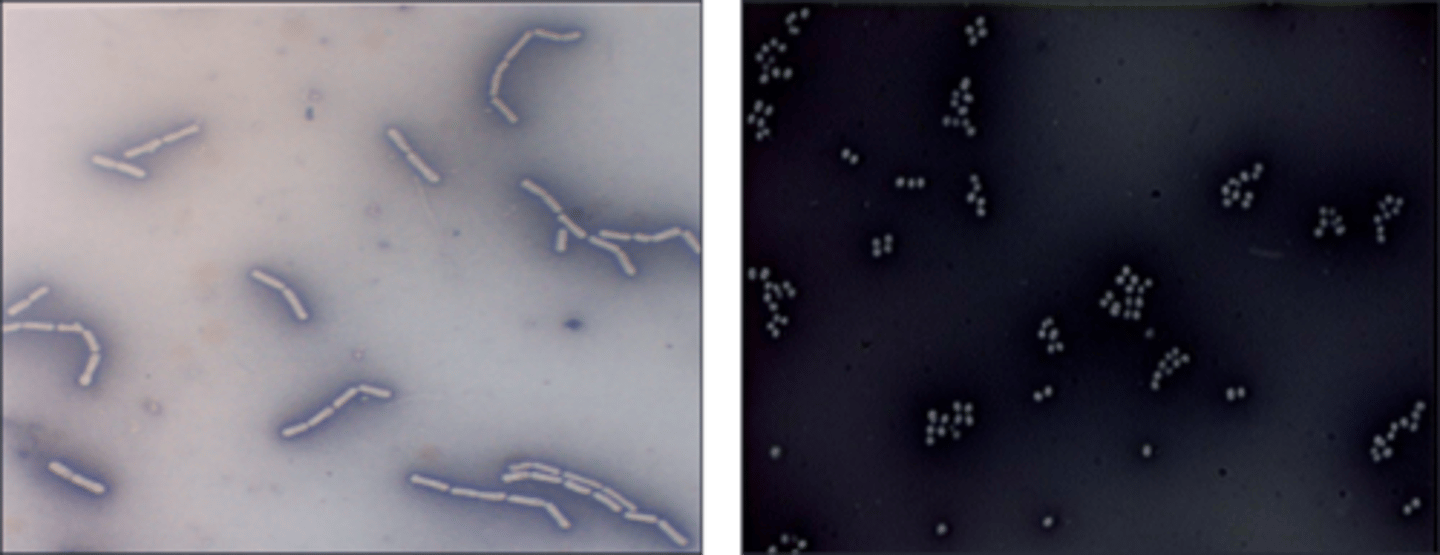 <p>The second picture's dye is most likely</p>