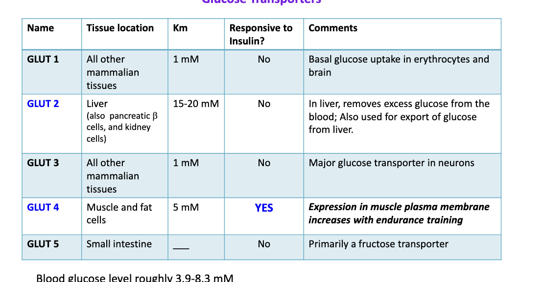 <p>general note</p><ul><li><p>lower kM = higher affinity</p></li><li><p>bloog glucose level roughly 3.9-8.3 mM</p></li></ul><p>GLUT1</p><ul><li><p>tissue location</p><ul><li><p>all other mammalian tissue</p></li></ul></li><li><p>Km </p><ul><li><p>1 mM</p></li></ul></li><li><p>responsive to insulin</p><ul><li><p>NO</p></li></ul></li><li><p>comments</p><ul><li><p>basal glucose uptake in <strong>erythrocytes</strong> and <strong>brain</strong></p></li></ul></li></ul><p>GLUT2</p><ul><li><p>tissue location</p><ul><li><p>liver </p></li><li><p>also pancreatic <span>β cells</span></p></li><li><p><span>kidney cells</span></p></li></ul></li><li><p>Km</p><ul><li><p>15-20 mM</p></li></ul></li><li><p>responsive to insulin</p><ul><li><p>NO</p></li></ul></li><li><p>comments</p><ul><li><p>in liver, <strong>removes</strong> <strong>excess glucose</strong> from the blood</p></li><li><p>also used for <strong>export of glucose</strong> from liver</p></li></ul></li></ul><p>GLUT3</p><ul><li><p>tissue location</p><ul><li><p>all other mammalian tissues</p></li></ul></li><li><p>Km</p><ul><li><p>1 mM</p></li></ul></li><li><p>responsive to insulin</p><ul><li><p>NO</p></li></ul></li><li><p>comments</p><ul><li><p>major glucose transporter in <u>neurons</u></p></li></ul></li></ul><p>GLUT4</p><ul><li><p>tissue location</p><ul><li><p>muscle and fat cells</p></li></ul></li><li><p>Km</p><ul><li><p>5 mM</p></li></ul></li><li><p>responsive to insulin</p><ul><li><p>YES</p></li></ul></li><li><p>comments</p><ul><li><p><strong>expression in muscle plasma membrane increases with endurance training</strong></p></li><li><p>you  need <strong>insulin 4 GLUT 4</strong> in your <strong>4</strong> limbs of <strong>muscle</strong> and <strong>fat</strong></p></li></ul></li></ul><p>GLUT5</p><ul><li><p>tissue location</p><ul><li><p>small intestine</p></li></ul></li><li><p>Km</p><ul><li><p>n/a</p></li></ul></li><li><p>responsive to insulin</p><ul><li><p>NO</p></li></ul></li><li><p>comments</p><ul><li><p>primarily a <strong>fructose transporter</strong></p></li></ul></li></ul><p></p>