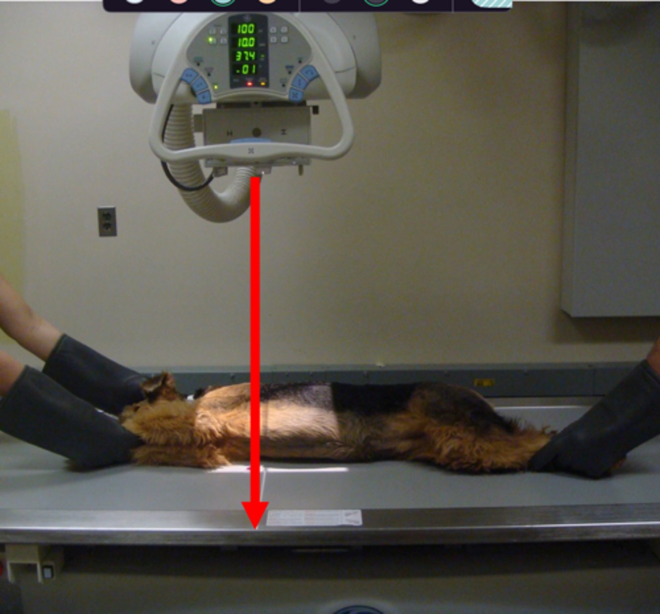 <p>Identify the type of radiograph taken?</p>