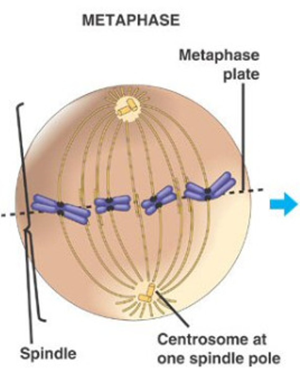 <p>2nd phase; kinetochore and its fibers move the chromosomes to the equatorial plate of the cell where they form a line</p>