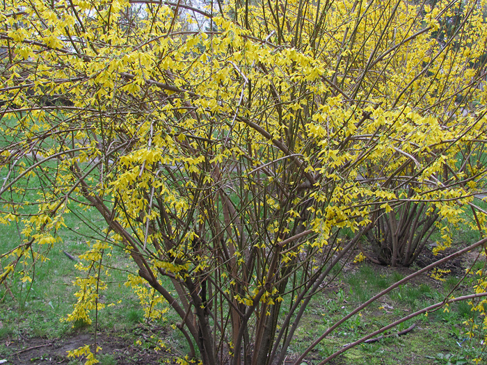 <p>zlatice převislá </p>