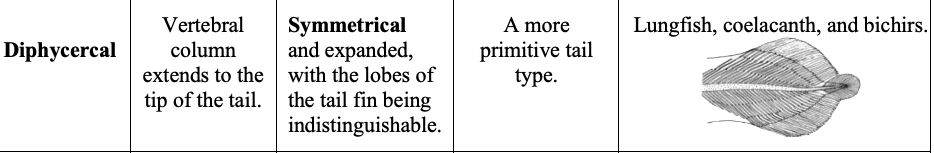 <p>3-lobed Diphycercal caudal fin </p>