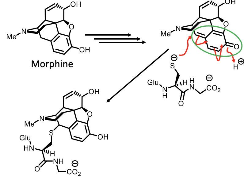 <p></p><p><span>Oxidation by cytochrome P<sub>450</sub> enzyme produces quinone intermediate.</span></p><p><span>Glutathione reacts with 1,6-conjugate addition.</span></p><p><span>Reaction restores aromaticity (shifts double bonds).</span></p><img src="https://knowt-user-attachments.s3.amazonaws.com/cc77ca0e-76fd-4c4d-9b07-95924f08c9f6.png" data-width="100%" data-align="center"><p></p>