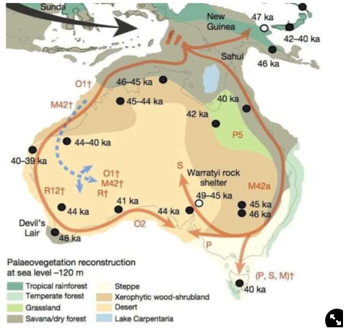 <ol><li><p><strong>2 invasions→</strong></p><ul><li><p>gracile sapiens came from China by New Guinea and went right</p></li><li><p>robust sapiens came from Africa by Java and went left</p></li></ul></li><li><p><strong>1 invasion→ </strong>sapiens came from Africa by Java and hopped onto Australia, one population went one way, the other went the other way</p><p><strong>→ evidence suggests there was only 1 invasion</strong></p></li></ol>