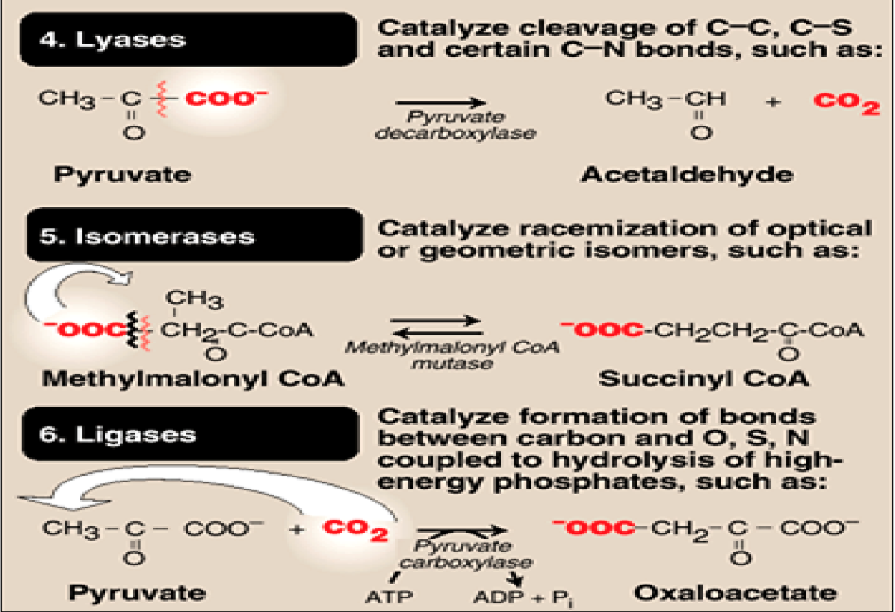 <p><strong>Pyruvate + CO₂ + ATP → Oxaloacetate + ADP + Pi</strong></p><p><strong>Enzyme thuộc nhóm nào?</strong></p><p>A. Ligase</p><p>B. Hydrolase</p><p>C. Oxidoreductase</p><p>D. Isomerase</p>