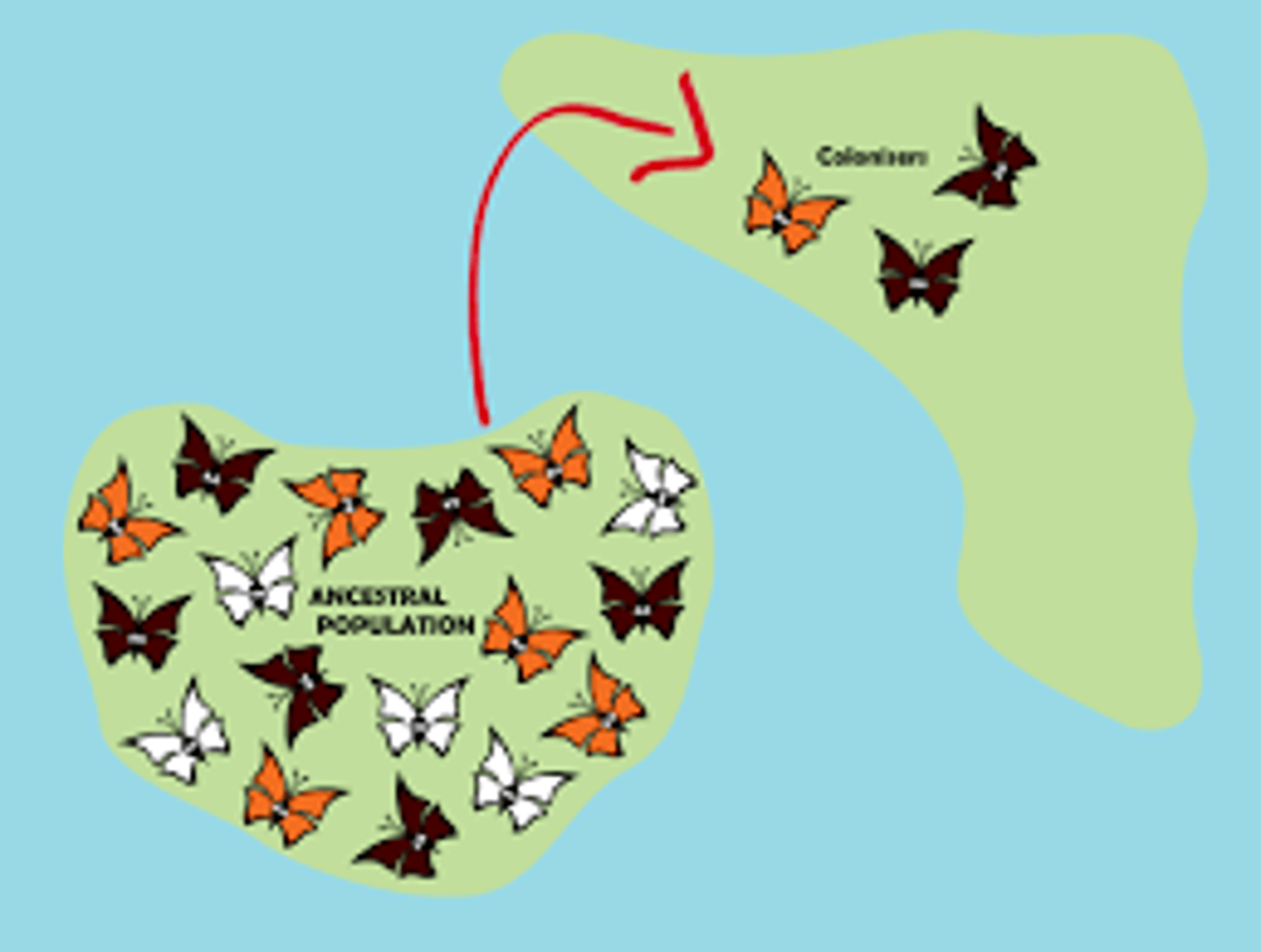 <p>founder effect</p>