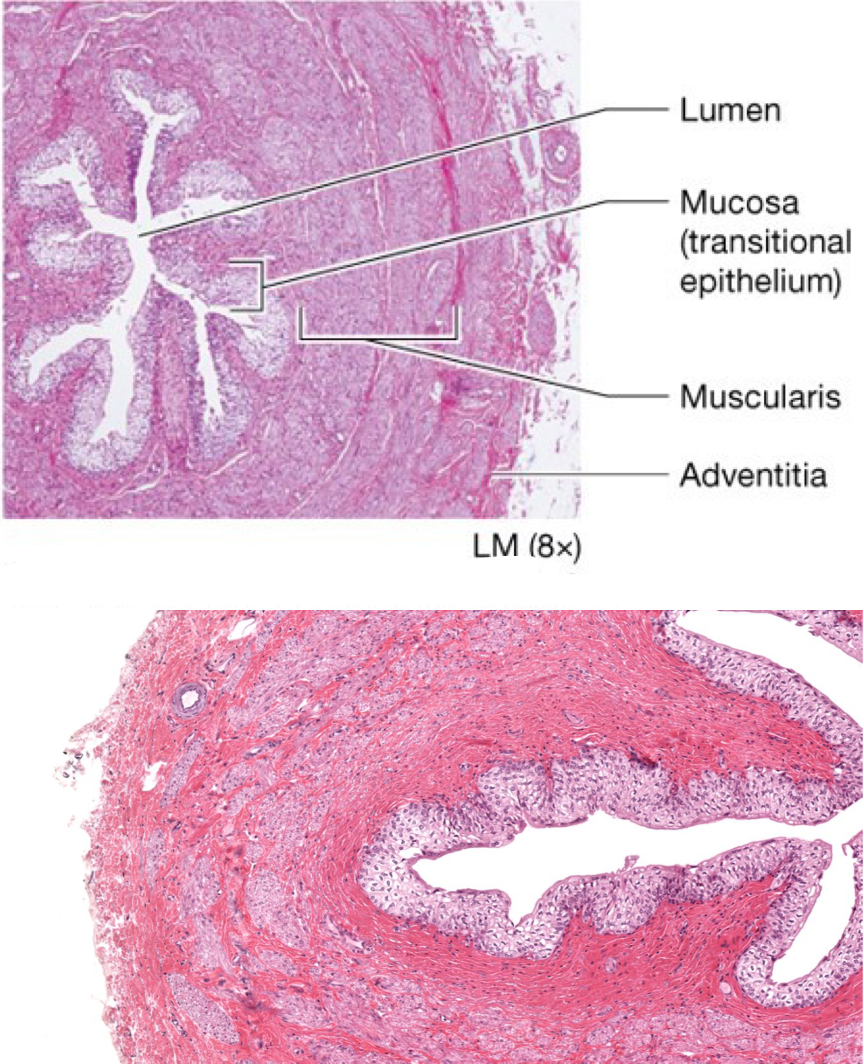 <p>Identify the following histology:</p>