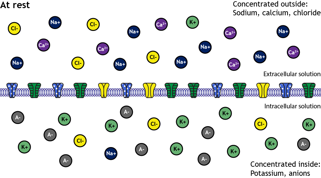 <p>The separation of positive and negatively charged molecules (ions) across the membrane where the inside of the neuron has a net negative charge whereas outside is positive.</p>