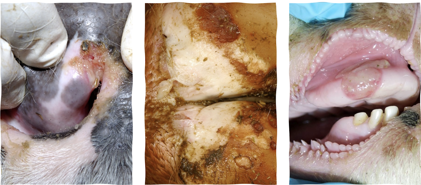 <p>Incubation 2-12 days. Oral lesions, vesicles on the tongue and gums, hoof lesions, excess salivation with cows, abortion, death in young animals, teat lesions, and decreased milk production. Goats and sheep have minimal clinical signs&nbsp;</p>
