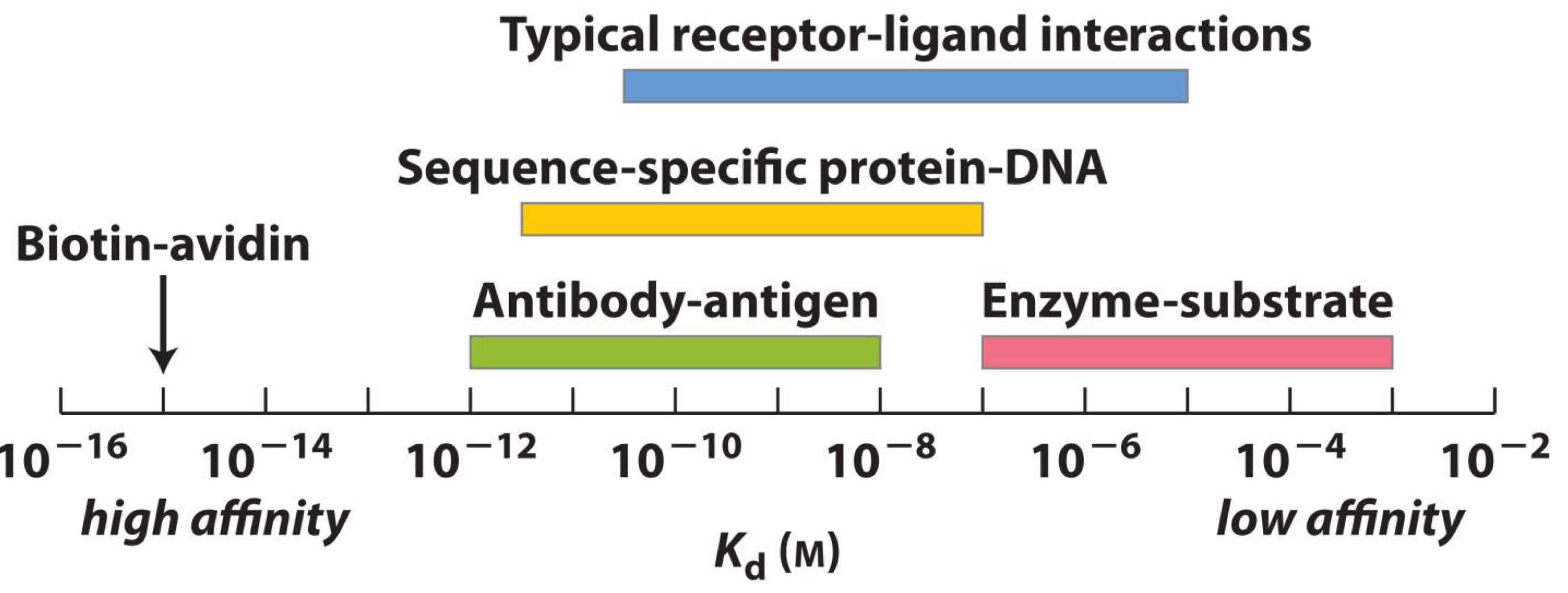 <p>High affinity→ Biotin-Avidin</p><p>Antibody-antigen→10^-12-10^-8</p><p>Sequence-specific protein-DNA→ 10^-11-10^-7</p><p>Typical receptor-ligand interactions→10^-10-10^-5</p><p>Low affinity→ Enzyme-Substrate→ 10^-7-10^-3</p>