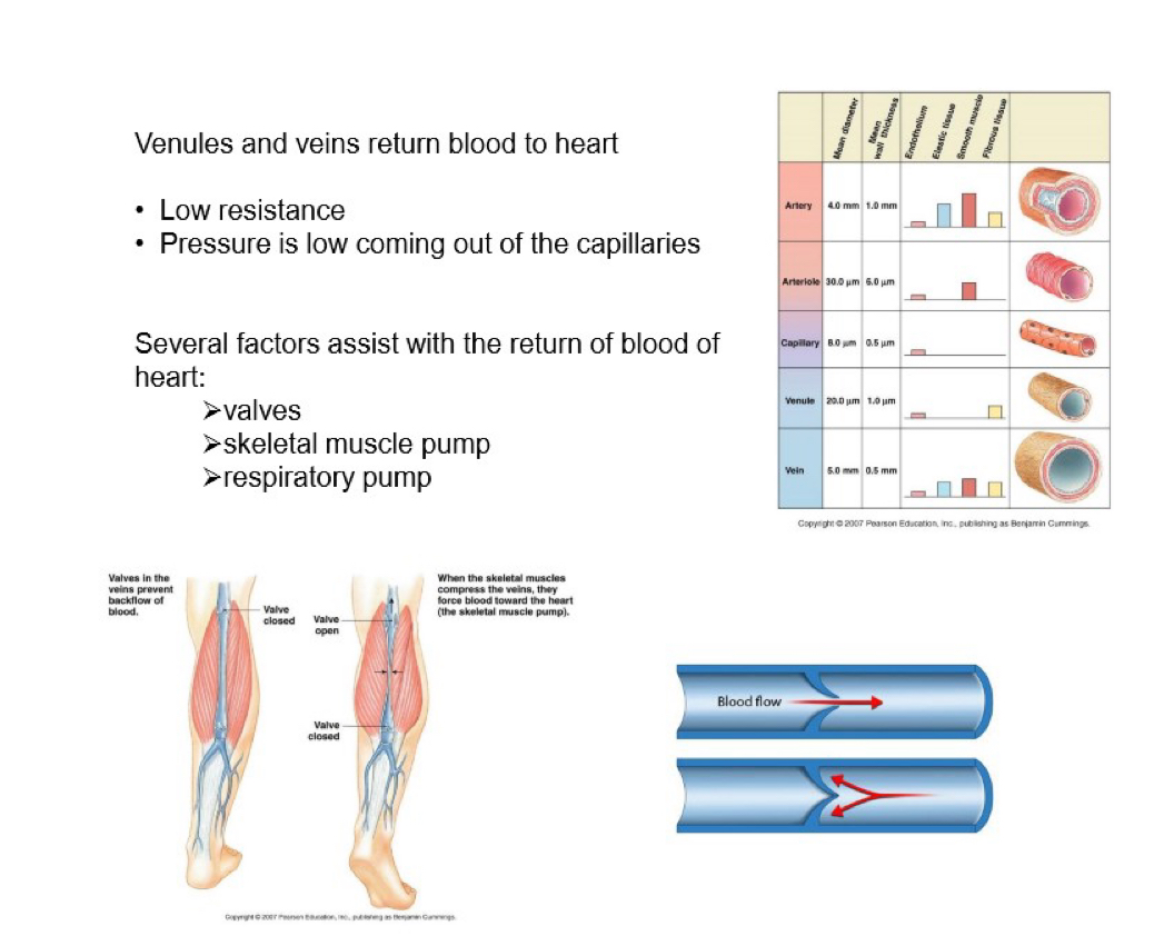 <ul><li><p>low resistance</p></li><li><p>pressure is low coming out of the capillaries</p></li></ul><p></p>