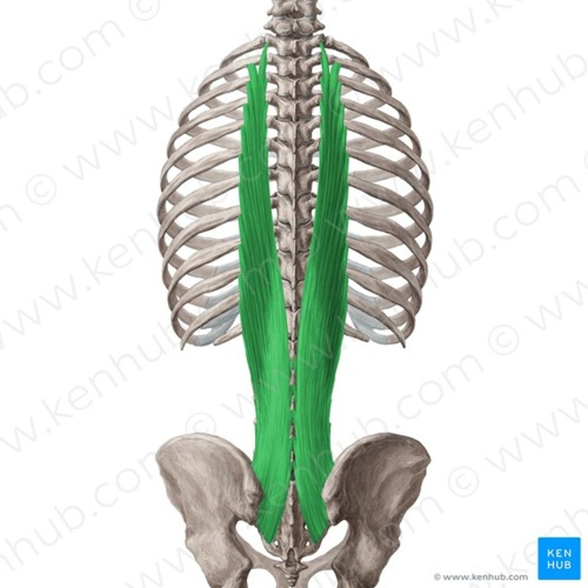 <p>Welke spier is dit?</p>